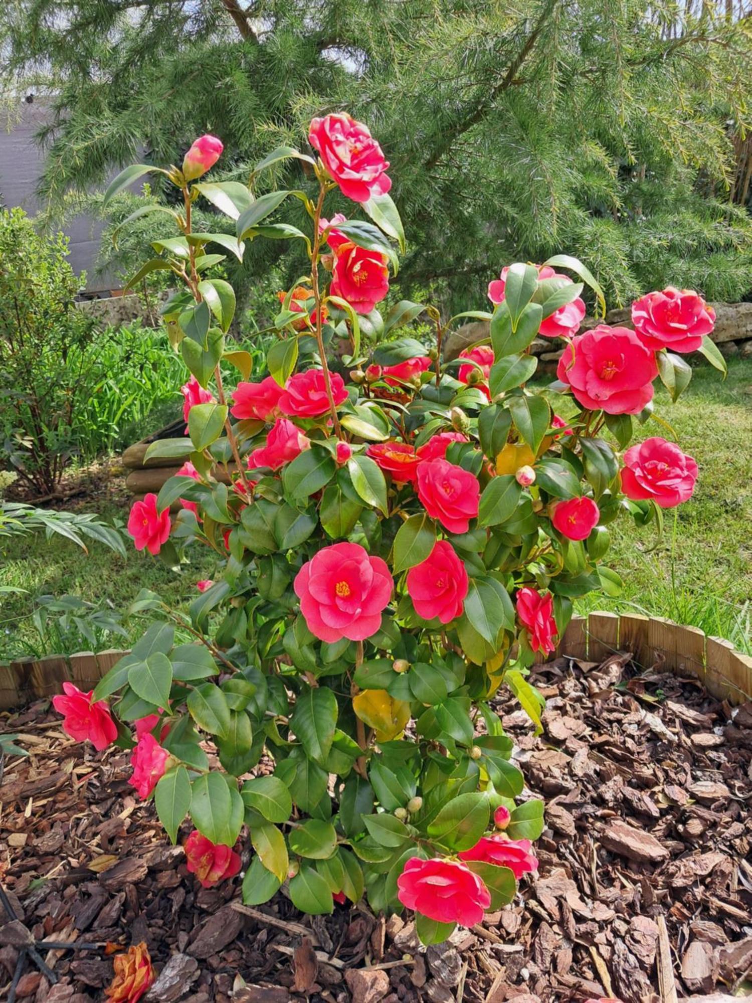 Maison Longere Les Camelias Vinneuf Екстер'єр фото